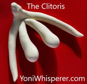 Clitoris A Mini Penis